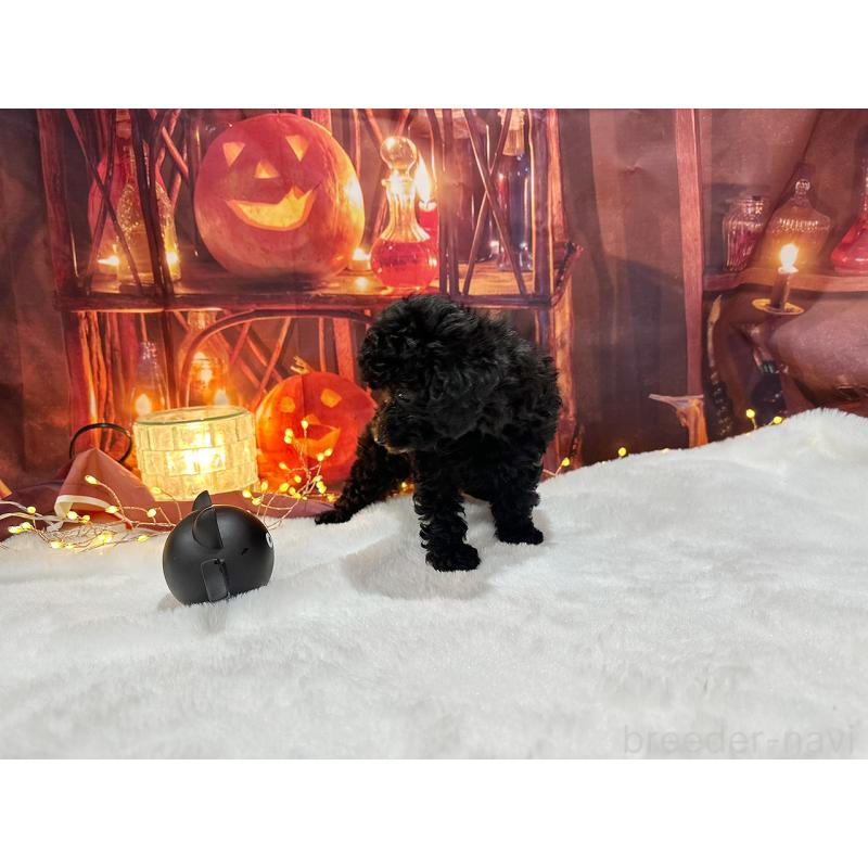 販売中の京都府のトイプードル-415536の3枚目