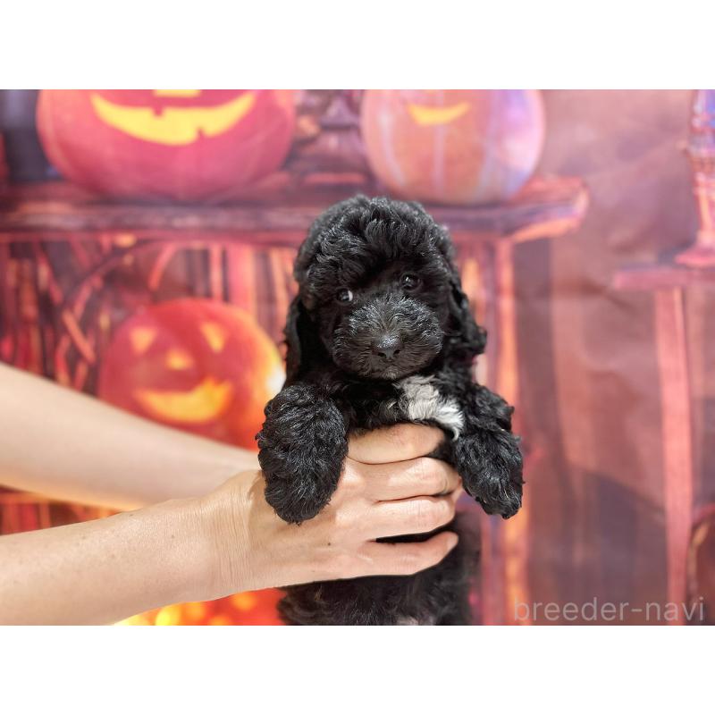 販売中の京都府のトイプードル-415532の16枚目