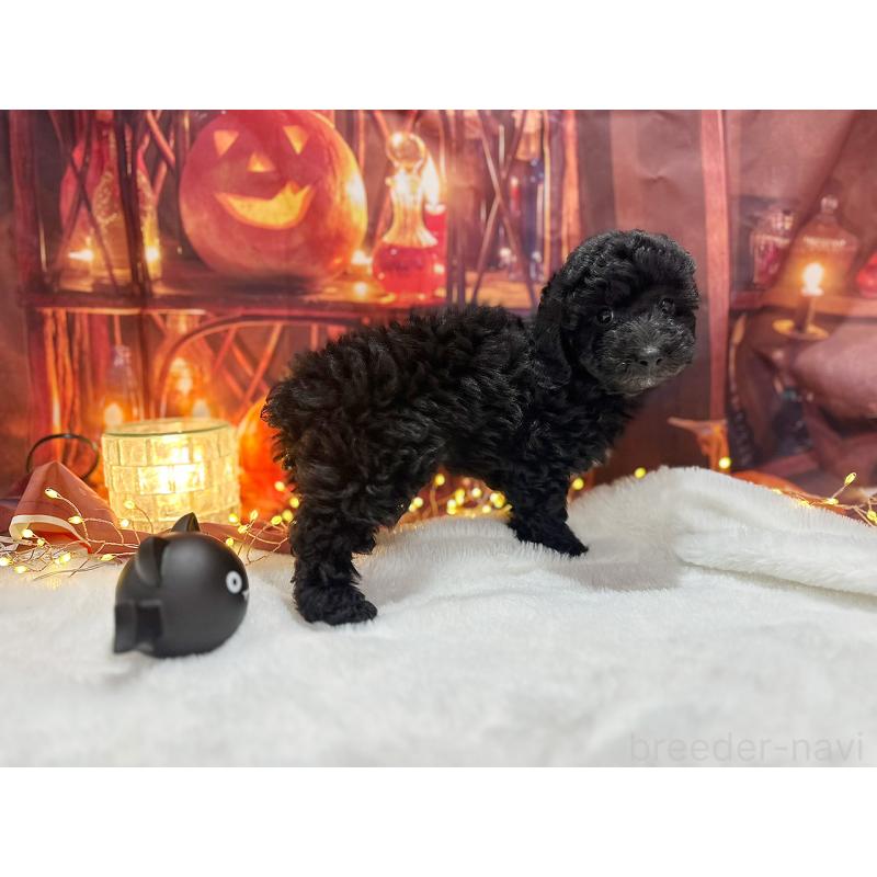 販売中の京都府のトイプードル-415532の15枚目