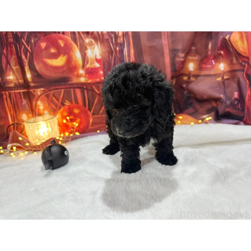 販売中の京都府のトイプードル-415532の14枚目