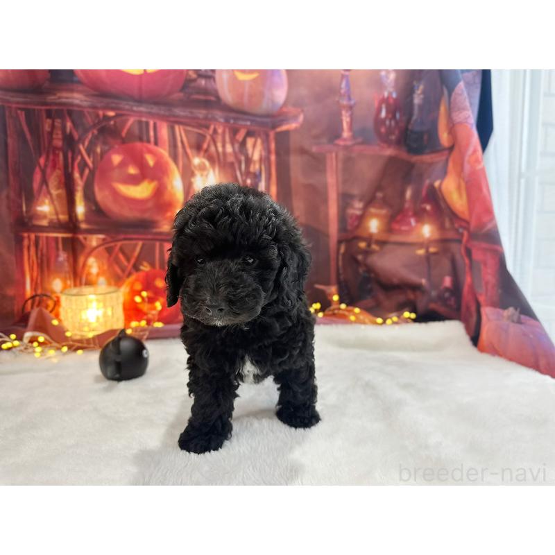 販売中の京都府のトイプードル-415532の13枚目