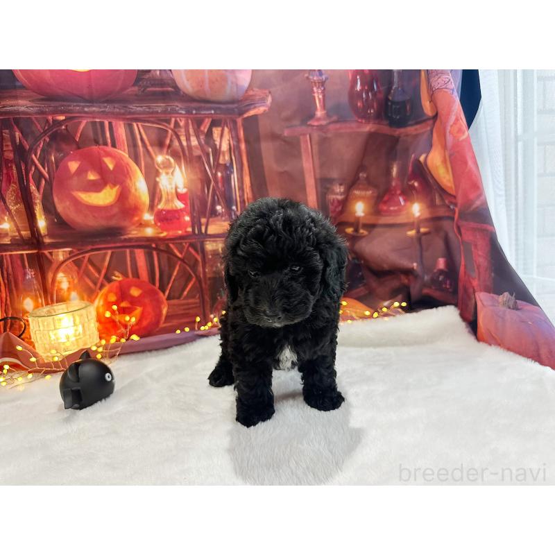 販売中の京都府のトイプードル-415532の12枚目