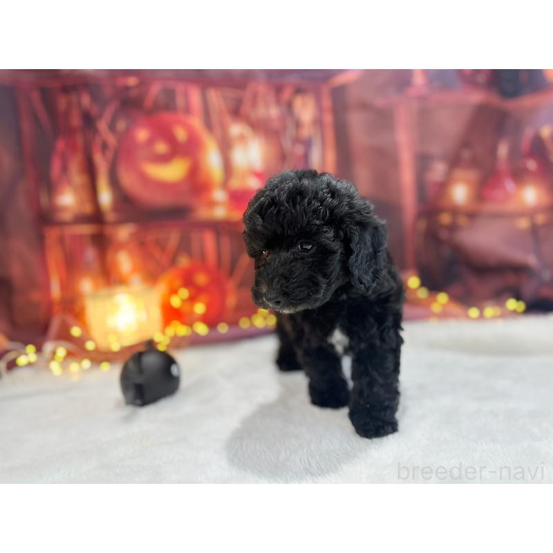 販売中の京都府のトイプードル-415532の11枚目