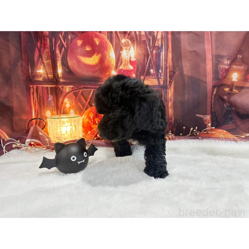 販売中の京都府のトイプードル-415532の10枚目