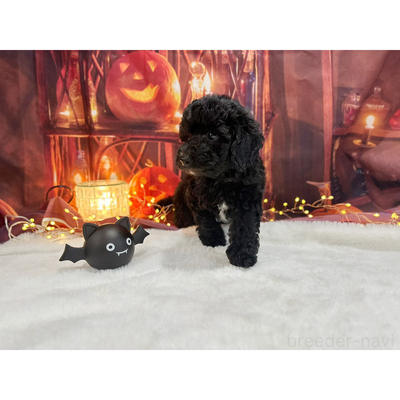 販売中の京都府のトイプードル-415532の9枚目