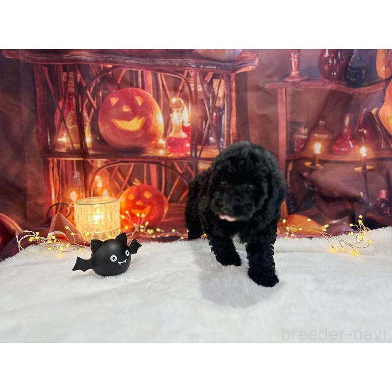 販売中の京都府のトイプードル-415532の8枚目