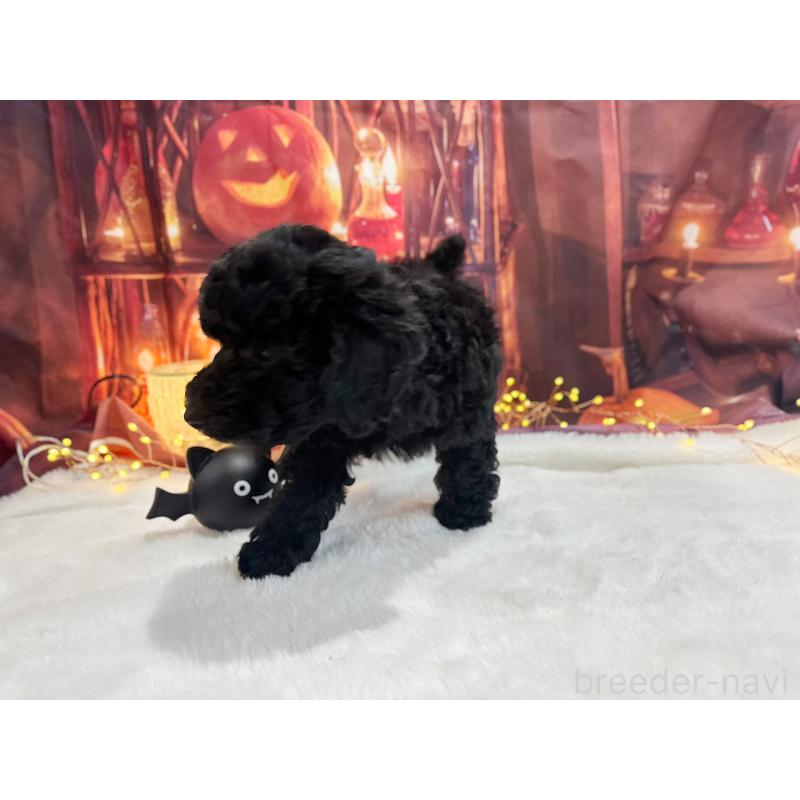 販売中の京都府のトイプードル-415532の7枚目