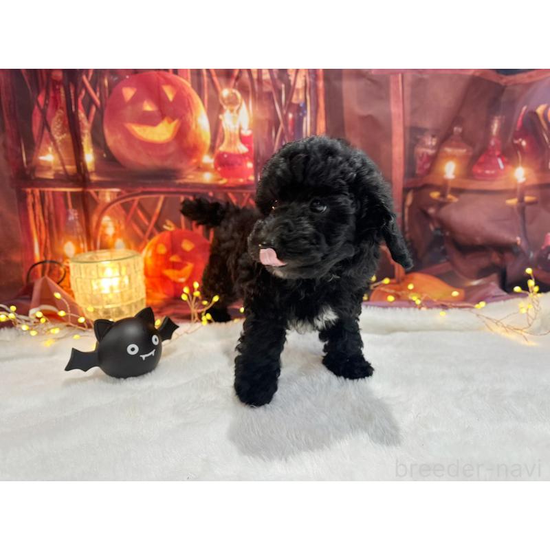 販売中の京都府のトイプードル-415532の6枚目