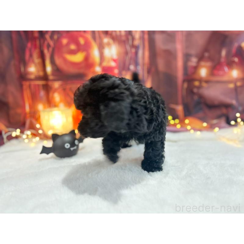 販売中の京都府のトイプードル-415532の5枚目