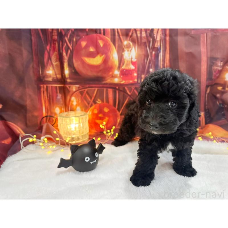 販売中の京都府のトイプードル-415532の4枚目