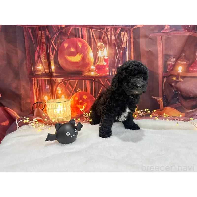 販売中の京都府のトイプードル-415532の3枚目