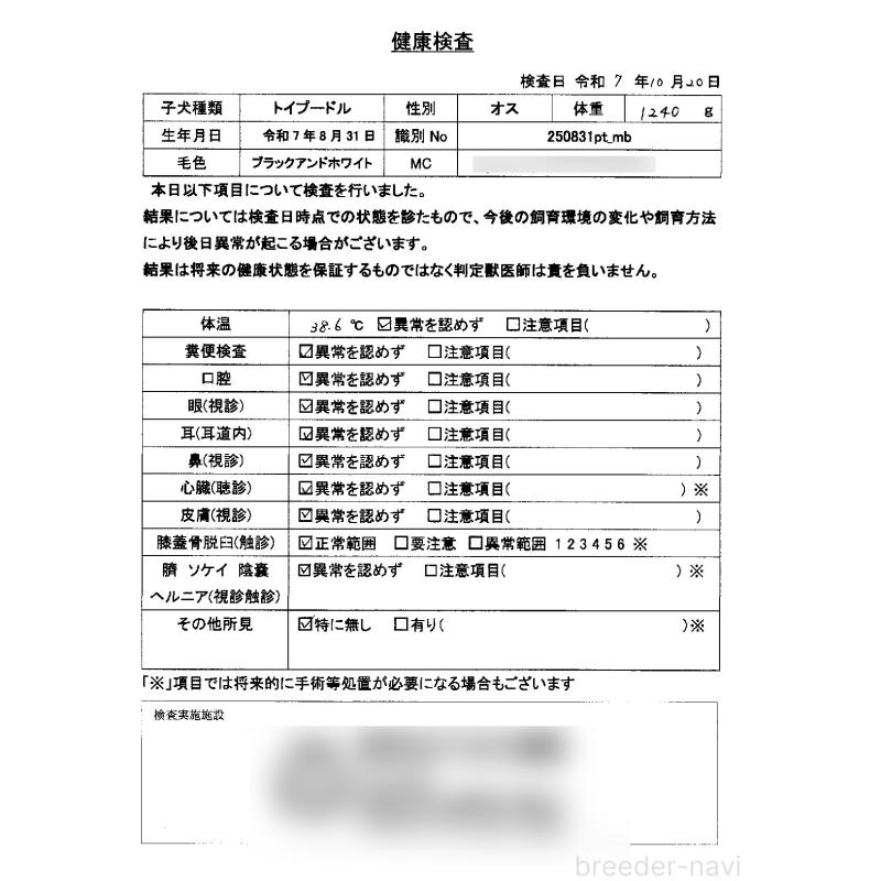 販売中の京都府のトイプードル-415532の2枚目