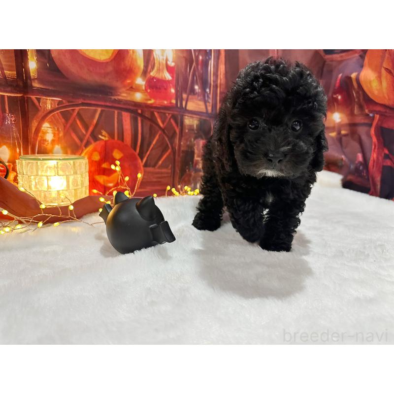 販売中の京都府のトイプードル-415534の12枚目