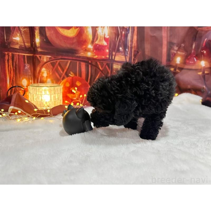 販売中の京都府のトイプードル-415534の11枚目