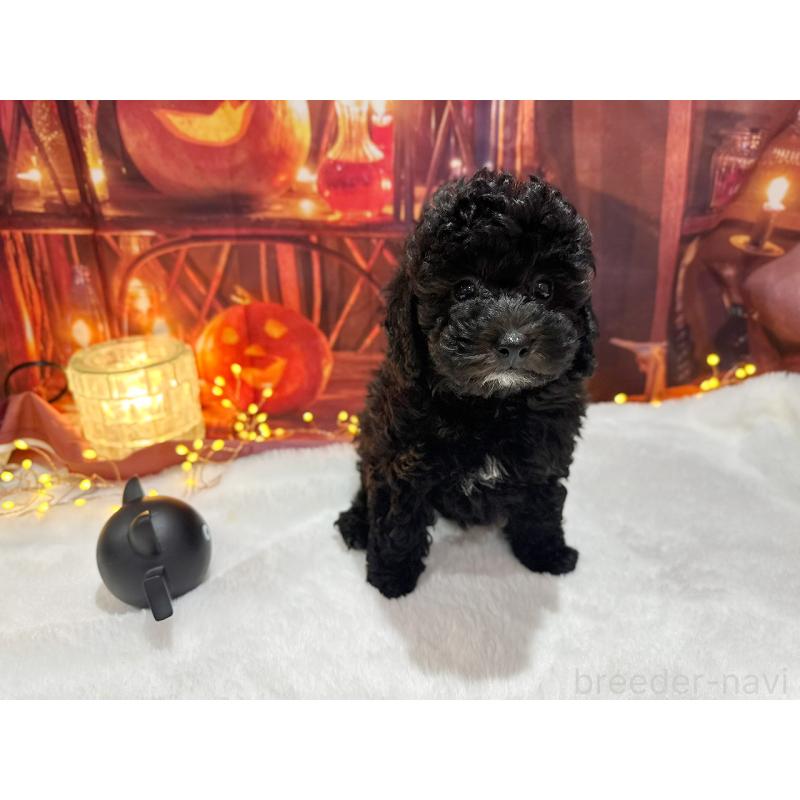 販売中の京都府のトイプードル-415534の10枚目