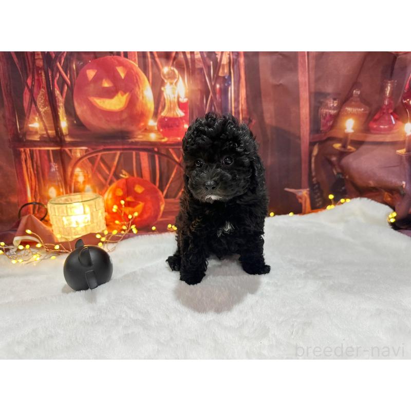 販売中の京都府のトイプードル-415534の9枚目