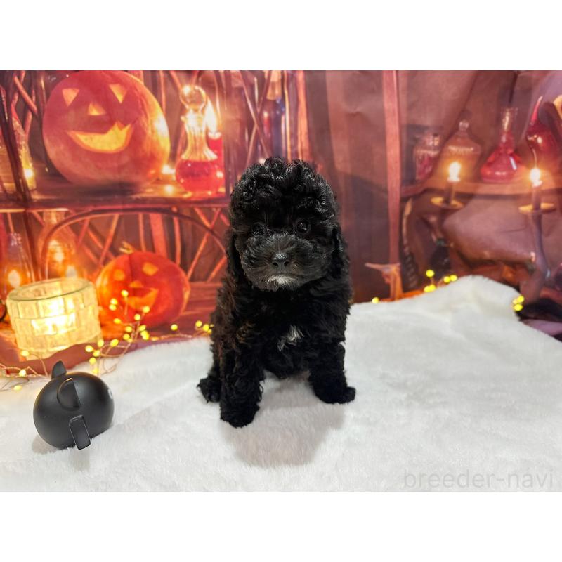 販売中の京都府のトイプードル-415534の8枚目