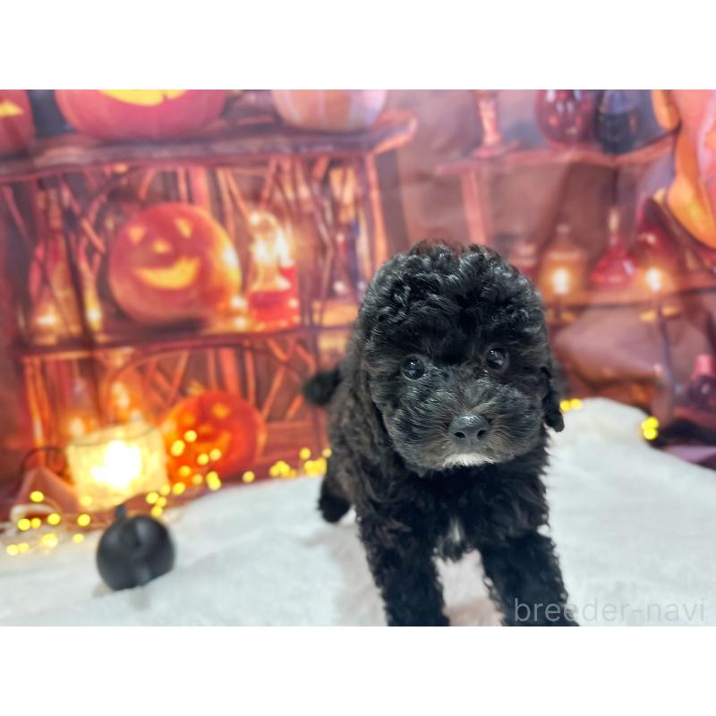 販売中の京都府のトイプードル-415534の7枚目