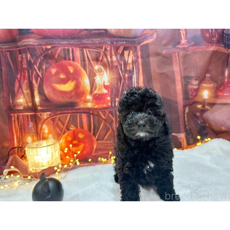 販売中の京都府のトイプードル-415534の6枚目