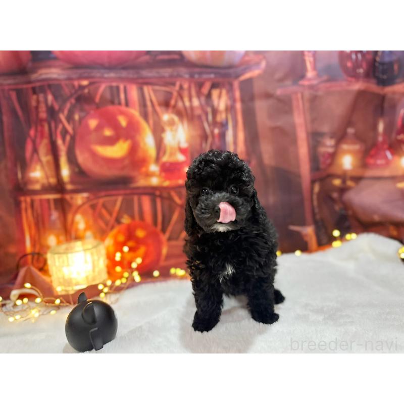 販売中の京都府のトイプードル-415534の5枚目