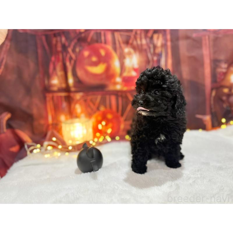 販売中の京都府のトイプードル-415534の4枚目