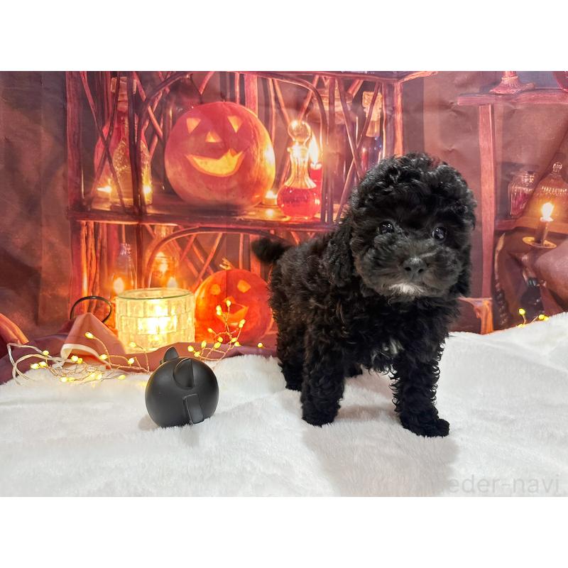 販売中の京都府のトイプードル-415534の3枚目