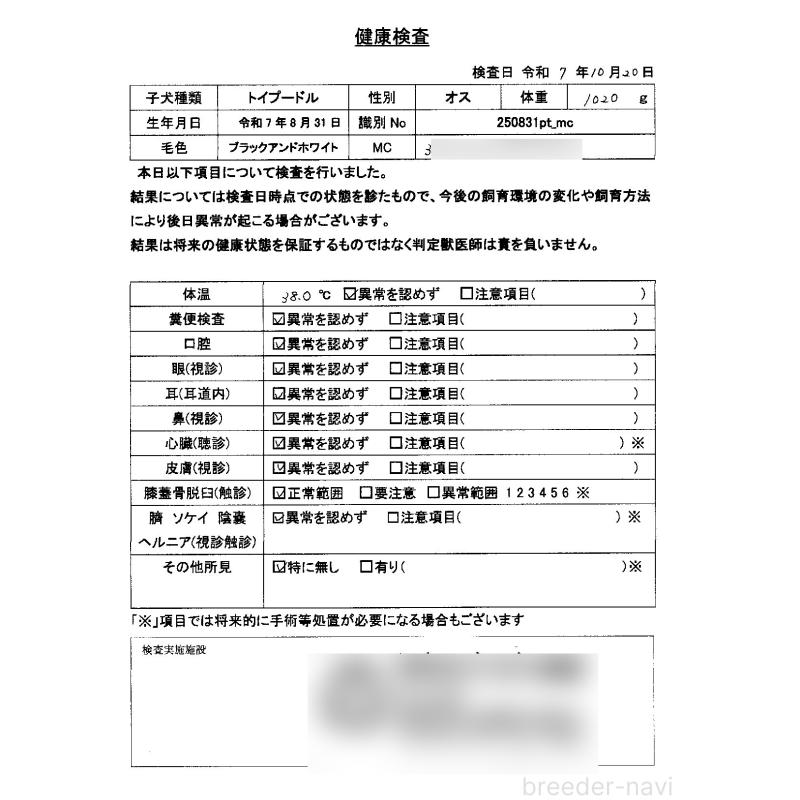 販売中の京都府のトイプードル-415534の2枚目