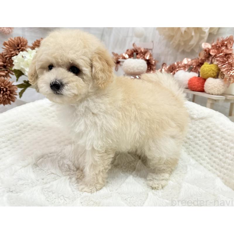 成約済の京都府のトイプードル-419566の7枚目