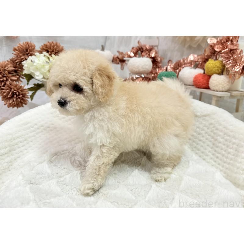 成約済の京都府のトイプードル-419566の6枚目