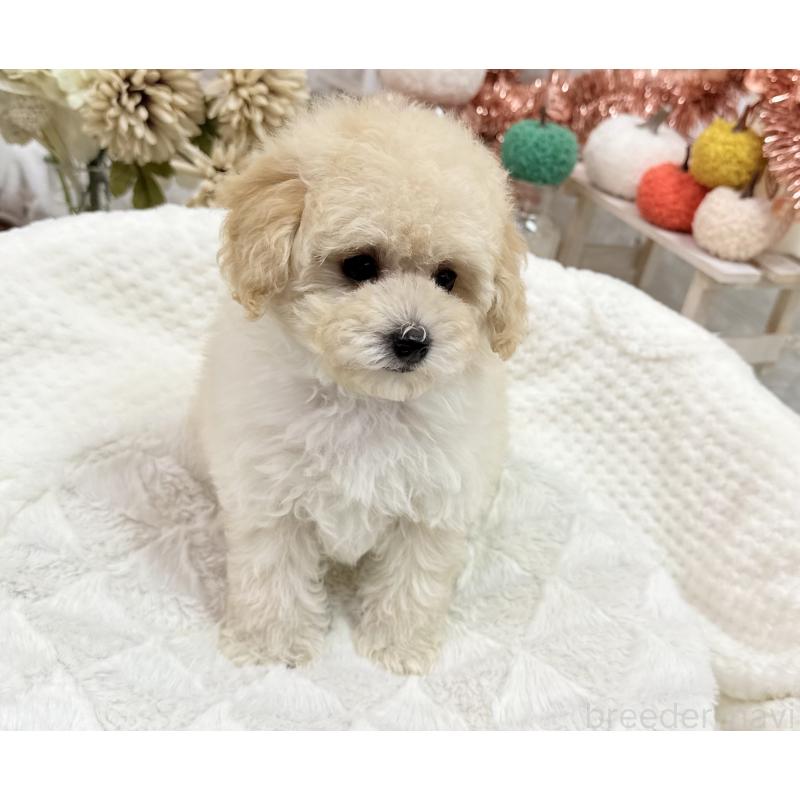 成約済の京都府のトイプードル-419566の5枚目