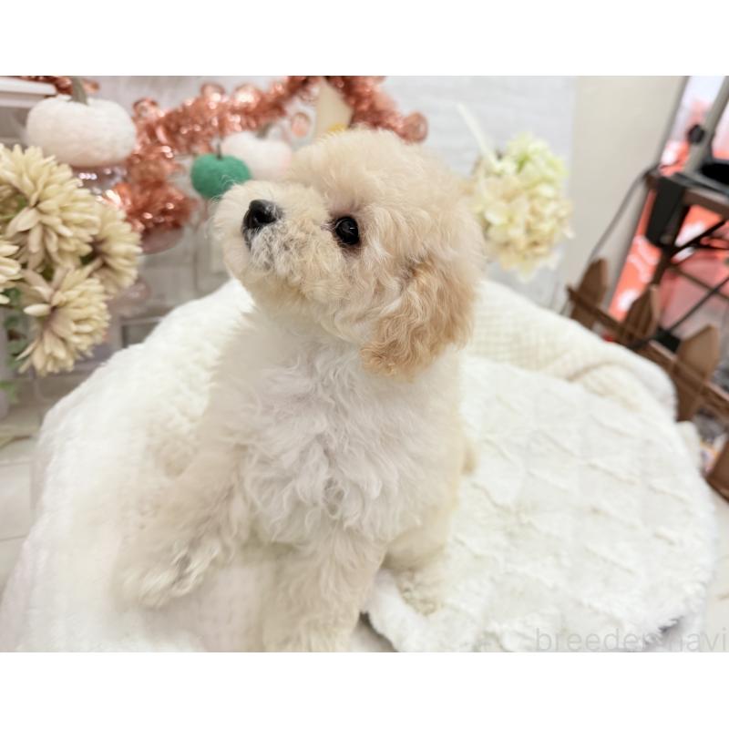 成約済の京都府のトイプードル-419566の4枚目