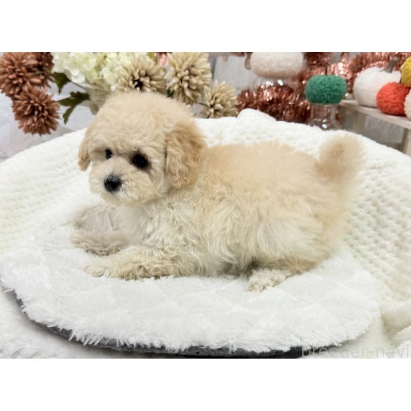 成約済の京都府のトイプードル-419566の3枚目