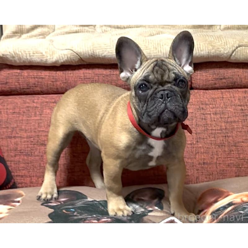 販売中の三重県のフレンチブルドッグ-404773の3枚目