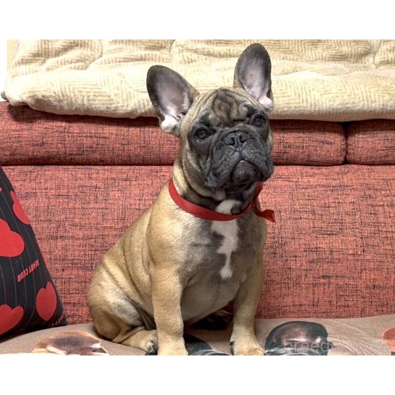 販売中の三重県のフレンチブルドッグ-404773の2枚目