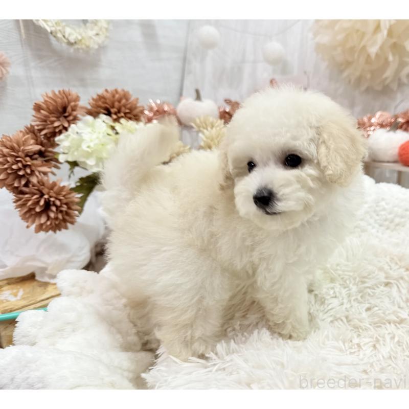 成約済の京都府のトイプードル-419563の5枚目