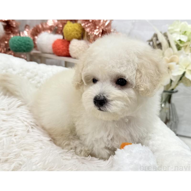 成約済の京都府のトイプードル-419563の4枚目