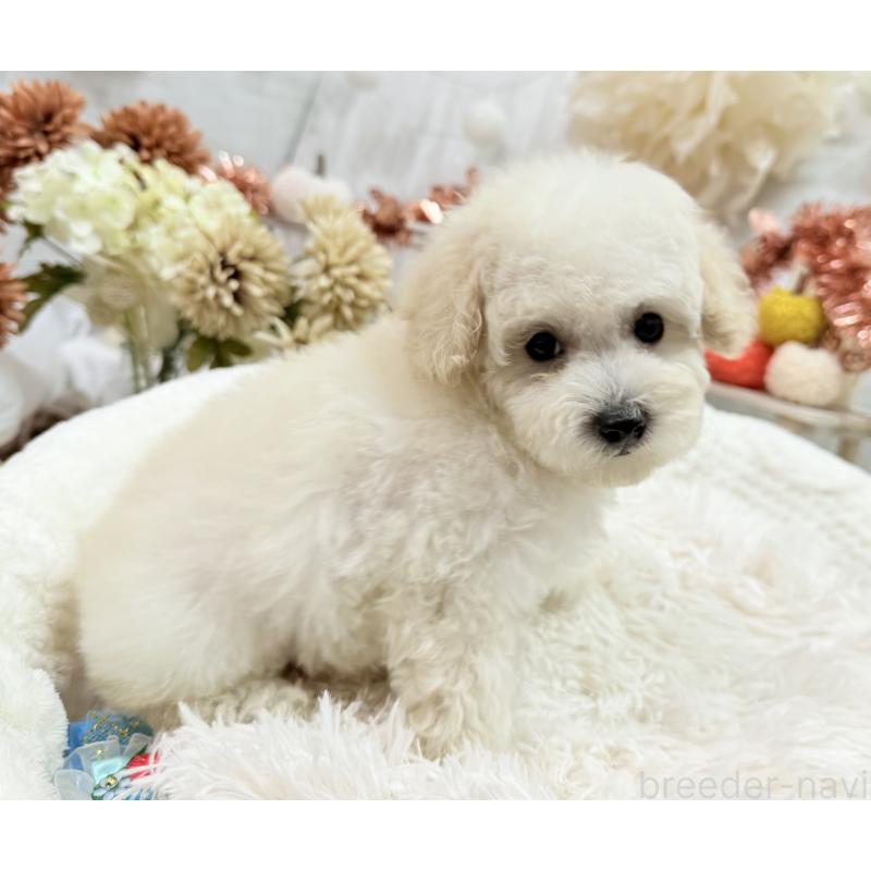 成約済の京都府のトイプードル-419563の3枚目