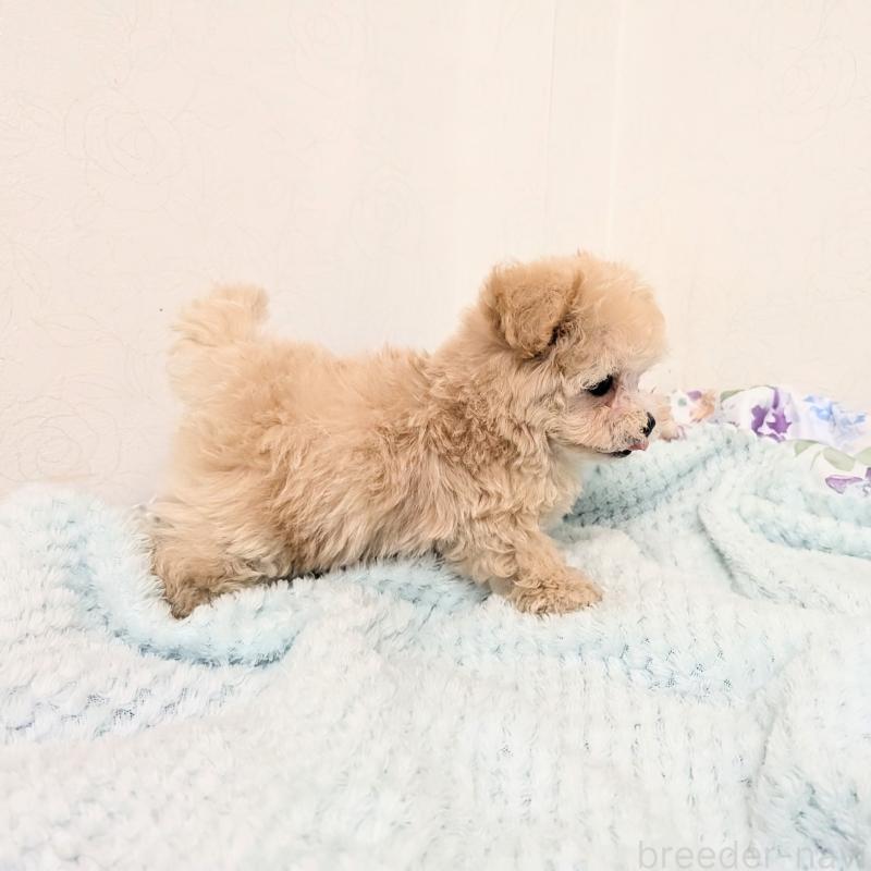 販売中の宮崎県のミックス犬-421964の6枚目
