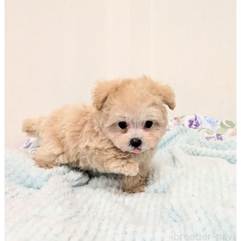 販売中の宮崎県のミックス犬-421964の5枚目