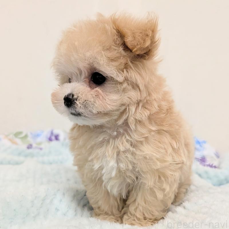 販売中の宮崎県のミックス犬-421964の4枚目