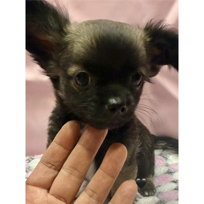 販売中の愛知県のチワワ(ロングコート)-416520の8枚目