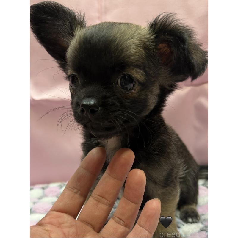 販売中の愛知県のチワワ(ロングコート)-416520の7枚目