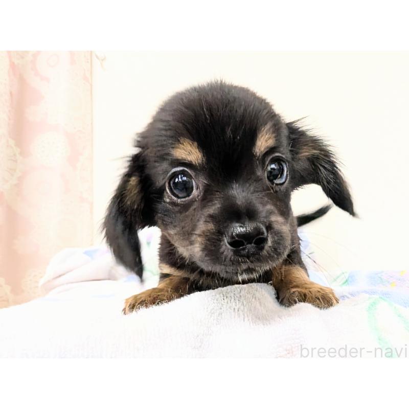 成約済の宮崎県のチワックス:チワワ×ミニチュアダックスフンド-420991の8枚目