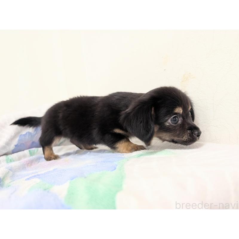 成約済の宮崎県のチワックス:チワワ×ミニチュアダックスフンド-420991の7枚目