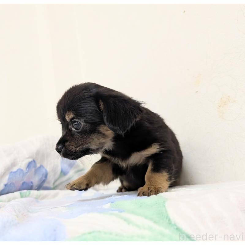 成約済の宮崎県のチワックス:チワワ×ミニチュアダックスフンド-420991の6枚目