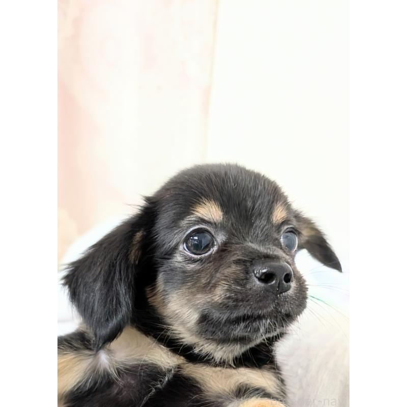 成約済の宮崎県のチワックス:チワワ×ミニチュアダックスフンド-420991の5枚目