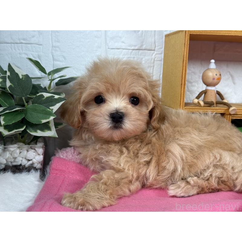 販売中の神奈川県のチワプー:チワワ×トイプードル-416834