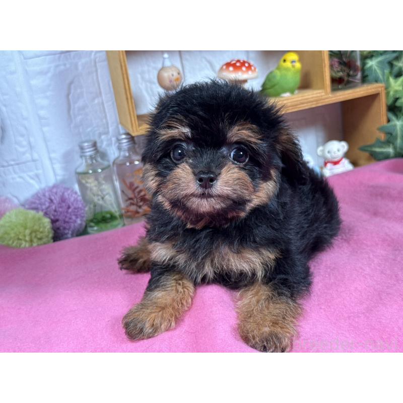 成約済の神奈川県のチワプー:チワワ×トイプードル-416859の3枚目