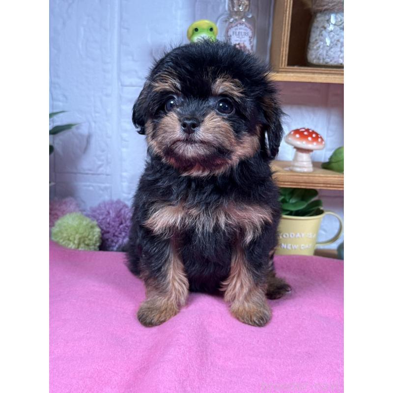 成約済の神奈川県のチワプー:チワワ×トイプードル-416859の2枚目