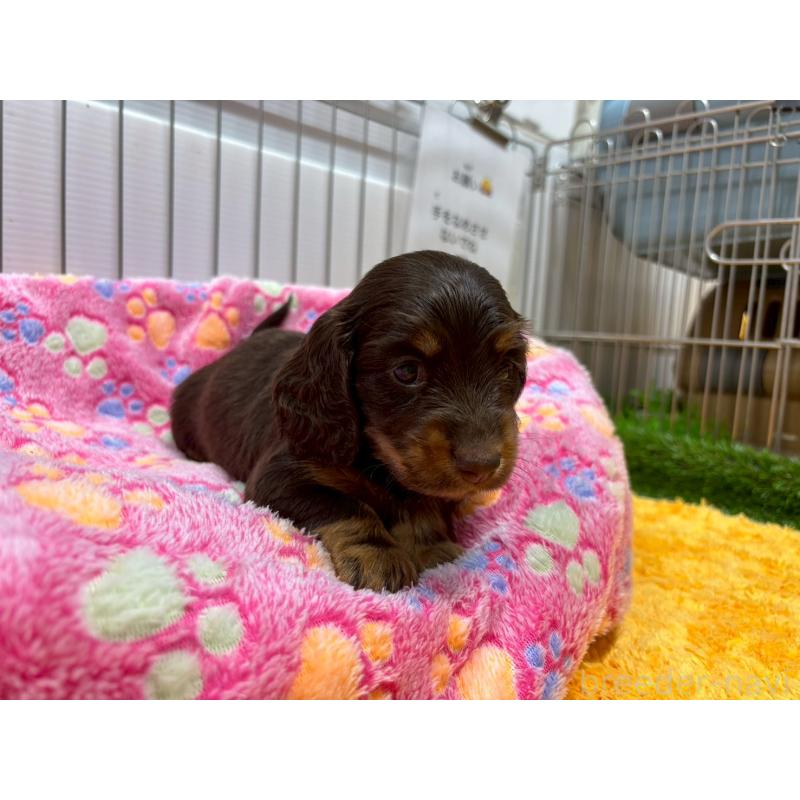 販売中の鹿児島県のカニンヘンダックスフンド(ロングヘアード)-419328の6枚目